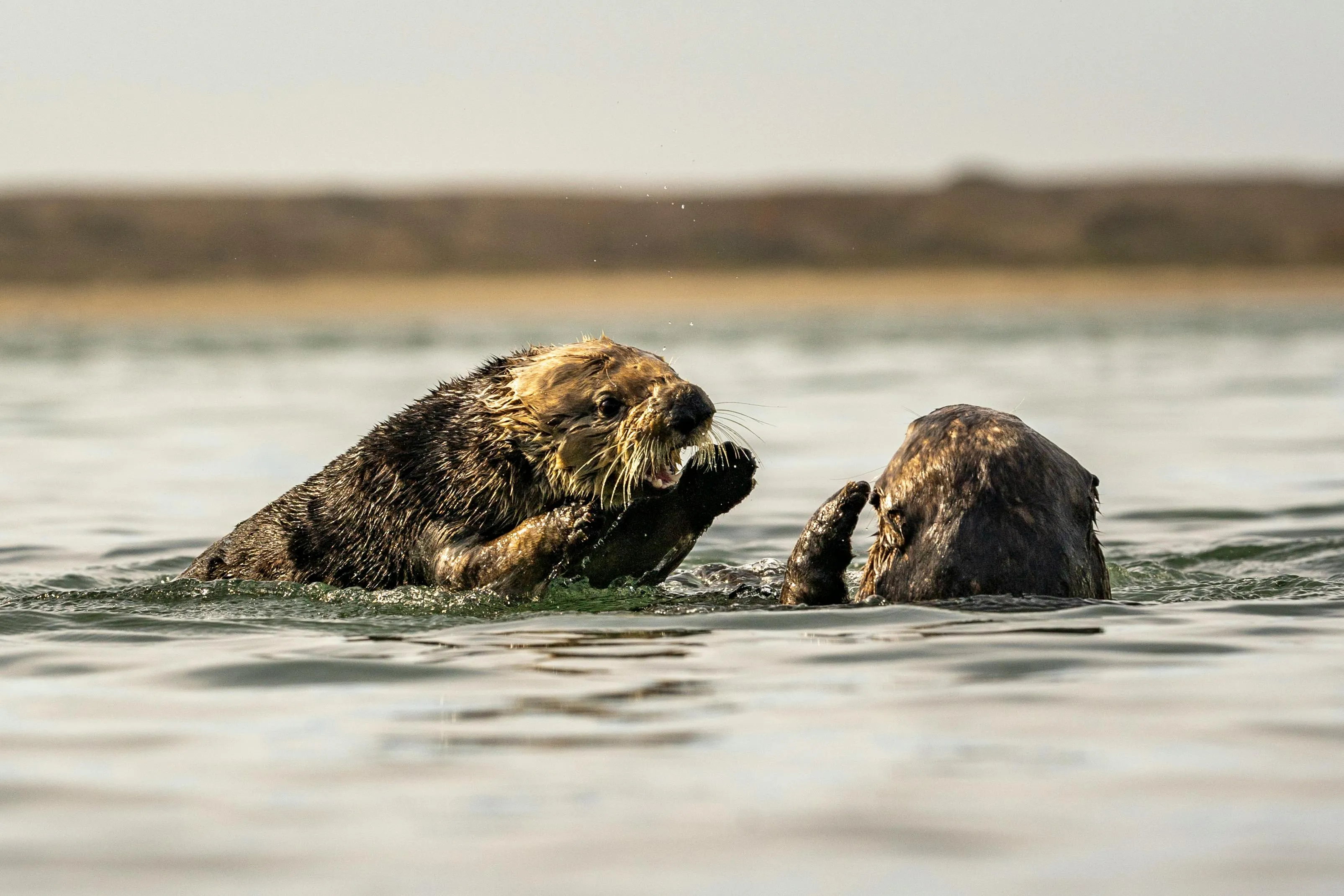 Stephen Leonardi on pexels