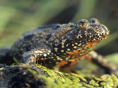 Image from Wikipedia