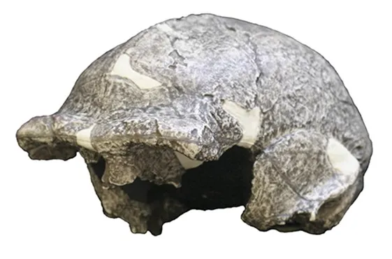 Hawks et al. (9 May 2017). "New fossil remains of Homo naledi from the Lesedi Chamber, South Africa". eLife 6. DOI:10.7554/eLife.24232 on Wikimedia Commons