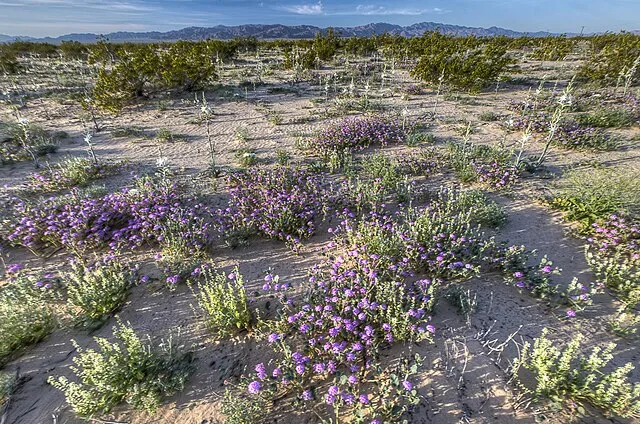 blmcalifornia on wikimedia