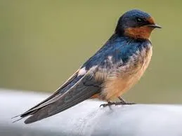 Image from All About Birds 