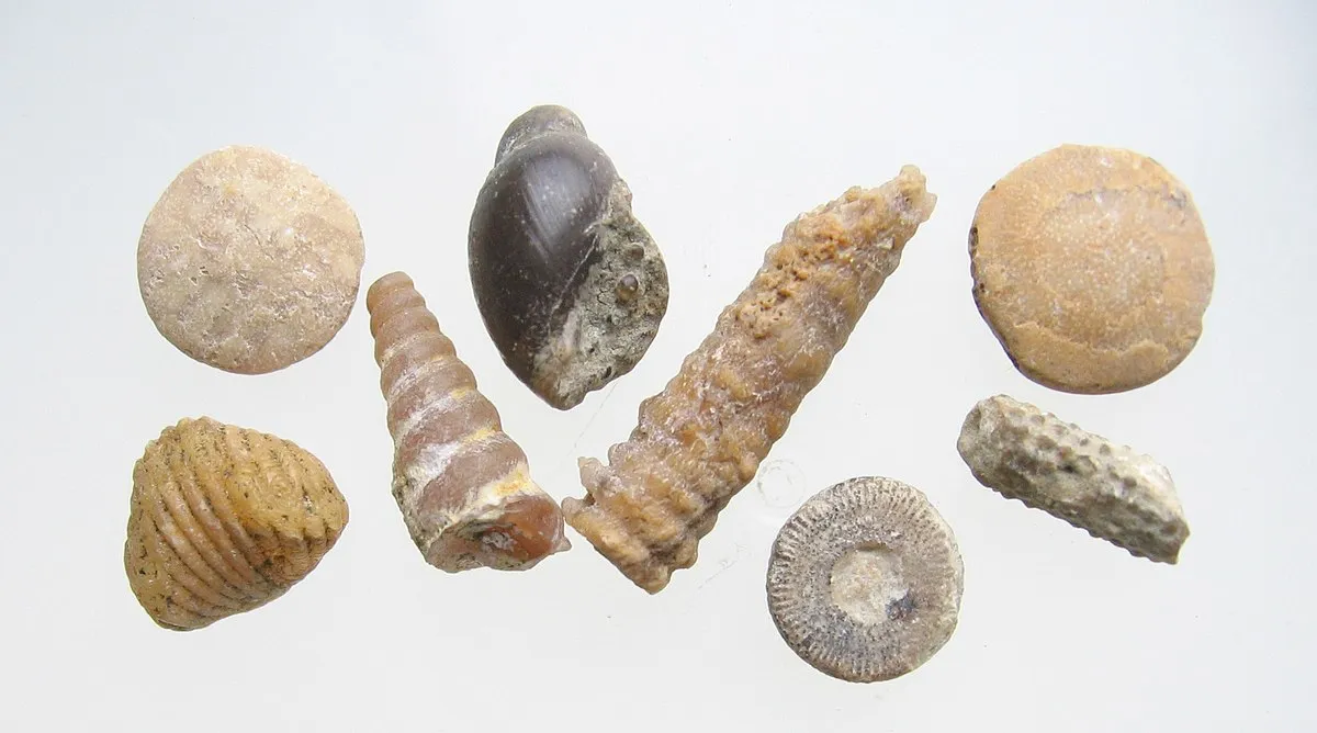 Jelle on Wikimedia Commons