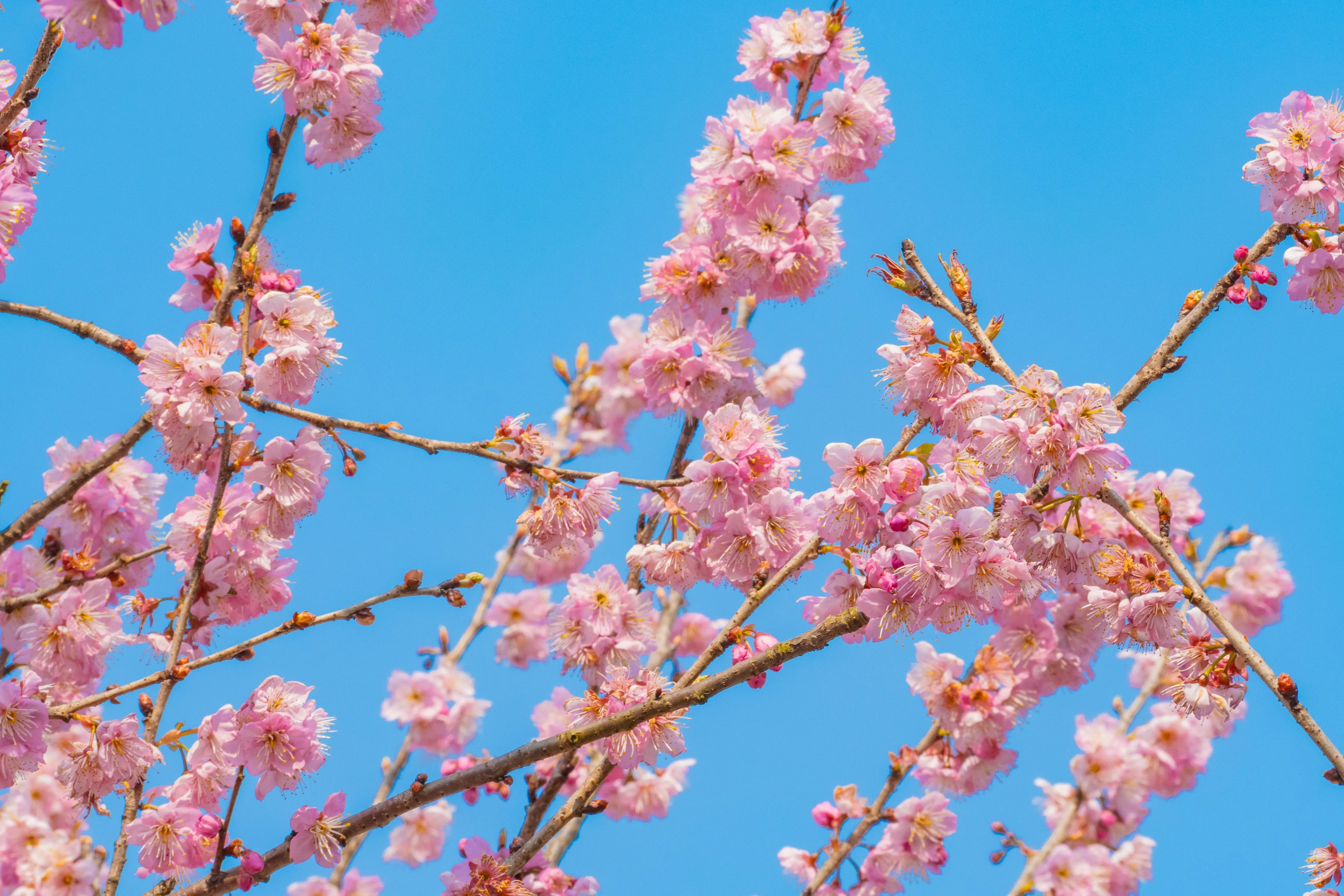miyou_ 77 on Pexels