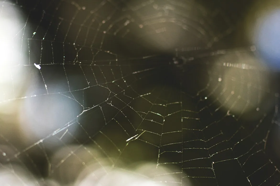 Alena Lavrova from Unsplash