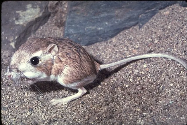 USFWS on Wikimedia Commons