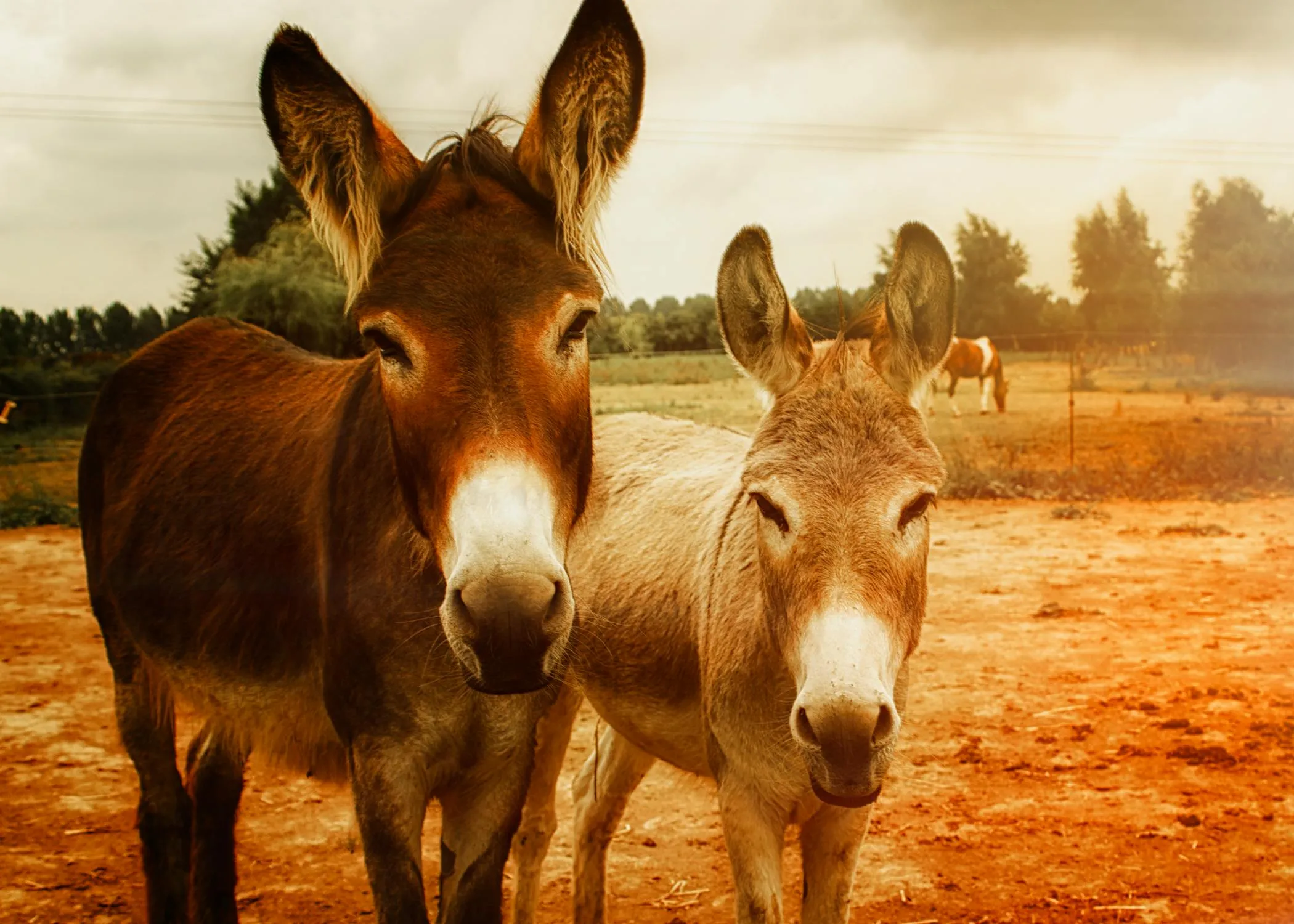 15 Adorable and Surprisingly Smart Facts About Donkeys to Celebrate World Donkey Day