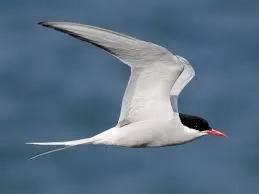 Image from eBird