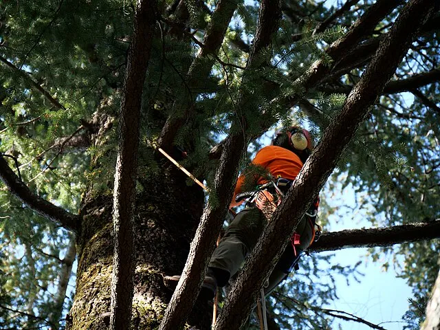 Forest Service Pacific Northwest Region on Wikimedia Commons