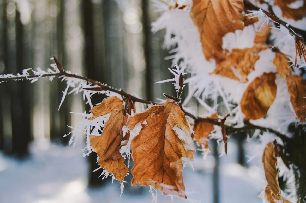 Caleb Stokes from Unsplash