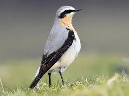 Image from eBird 
