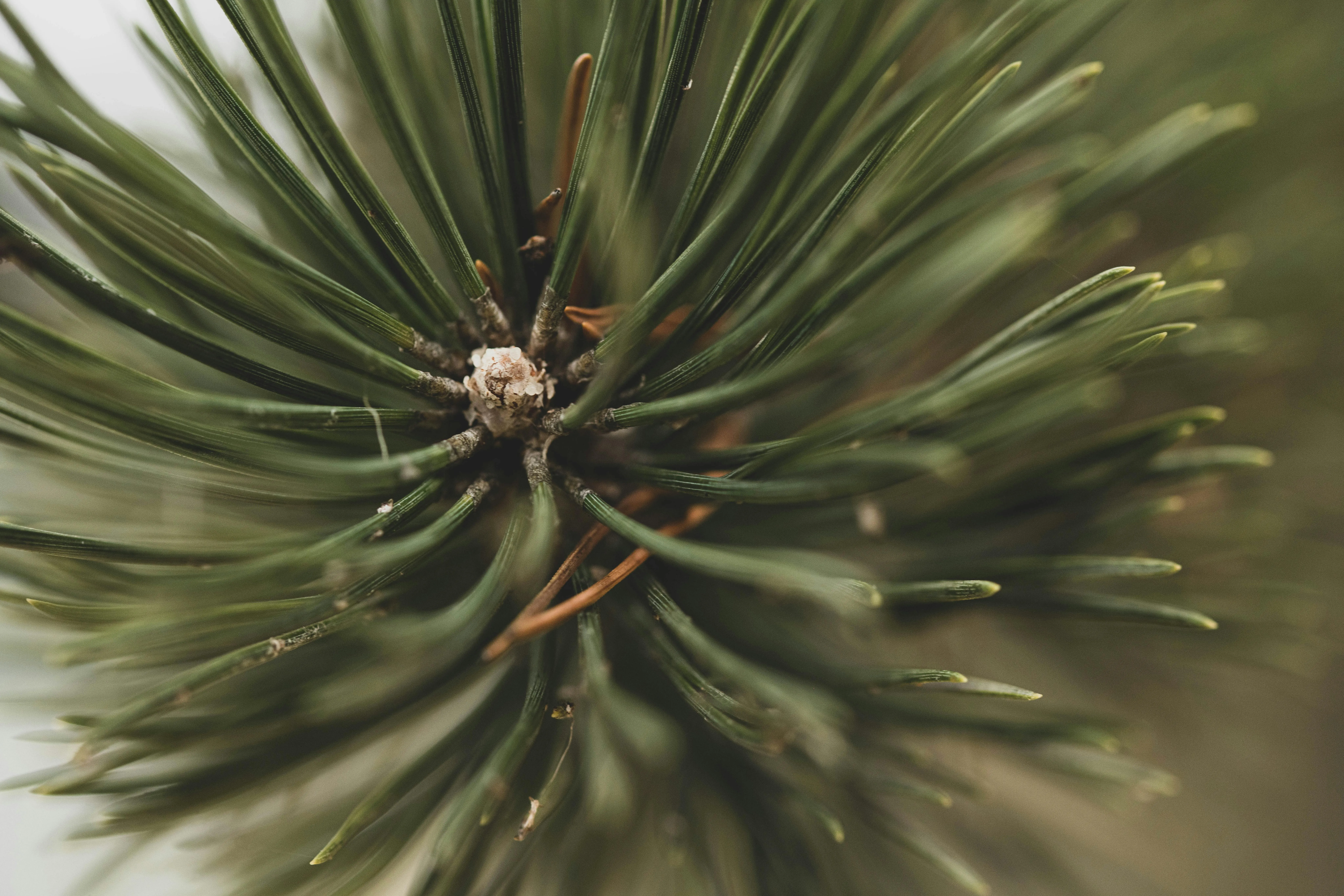 Walter Cunha on Pexels
