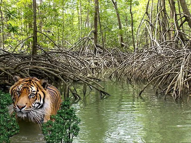 Purnanshi on Wikimedia Commons