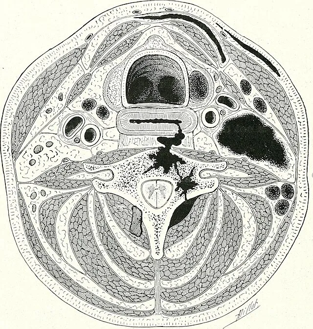 Internet Archive Book Images on Wikimedia Commons