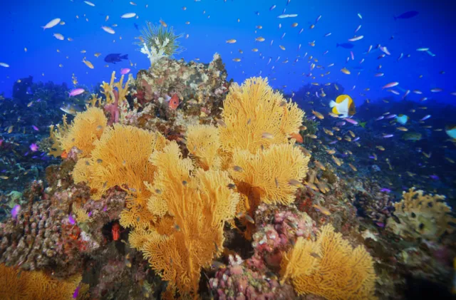 NOAA Fisheries/Andrew Gray on wikimedia