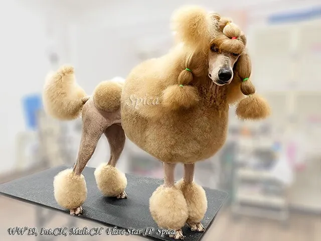 Flarestar poodles on Wikimedia Commons