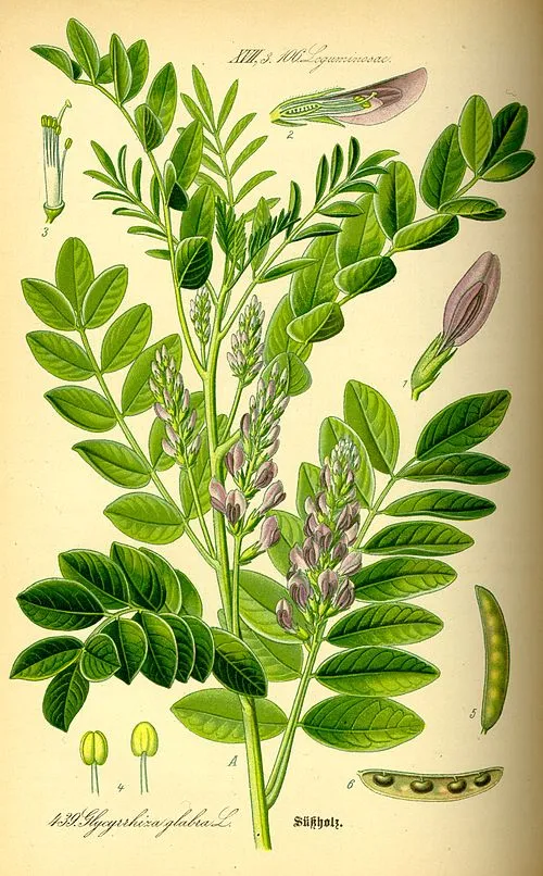 Image from Wikipedia