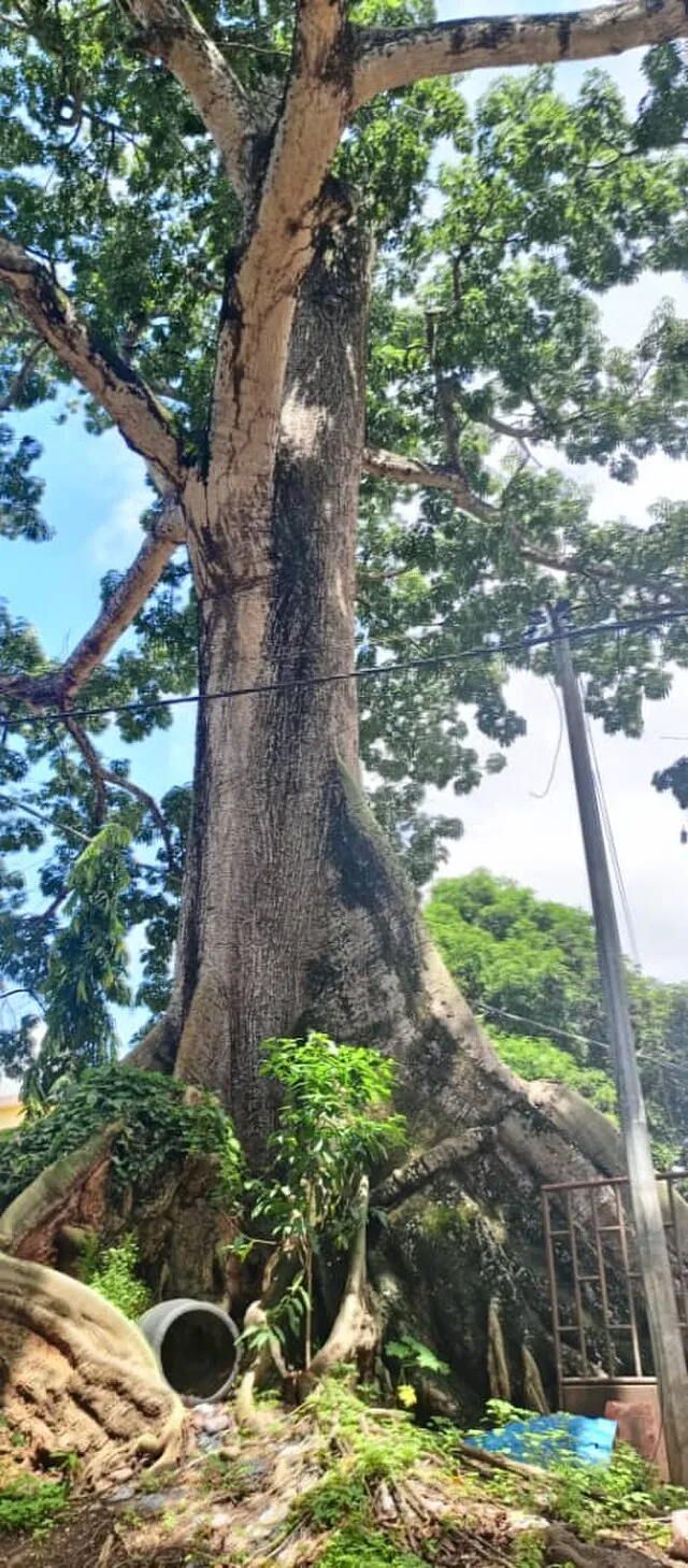 Chado07 on wikimedia