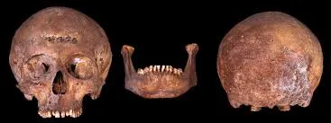 Image from Natural History Museum
