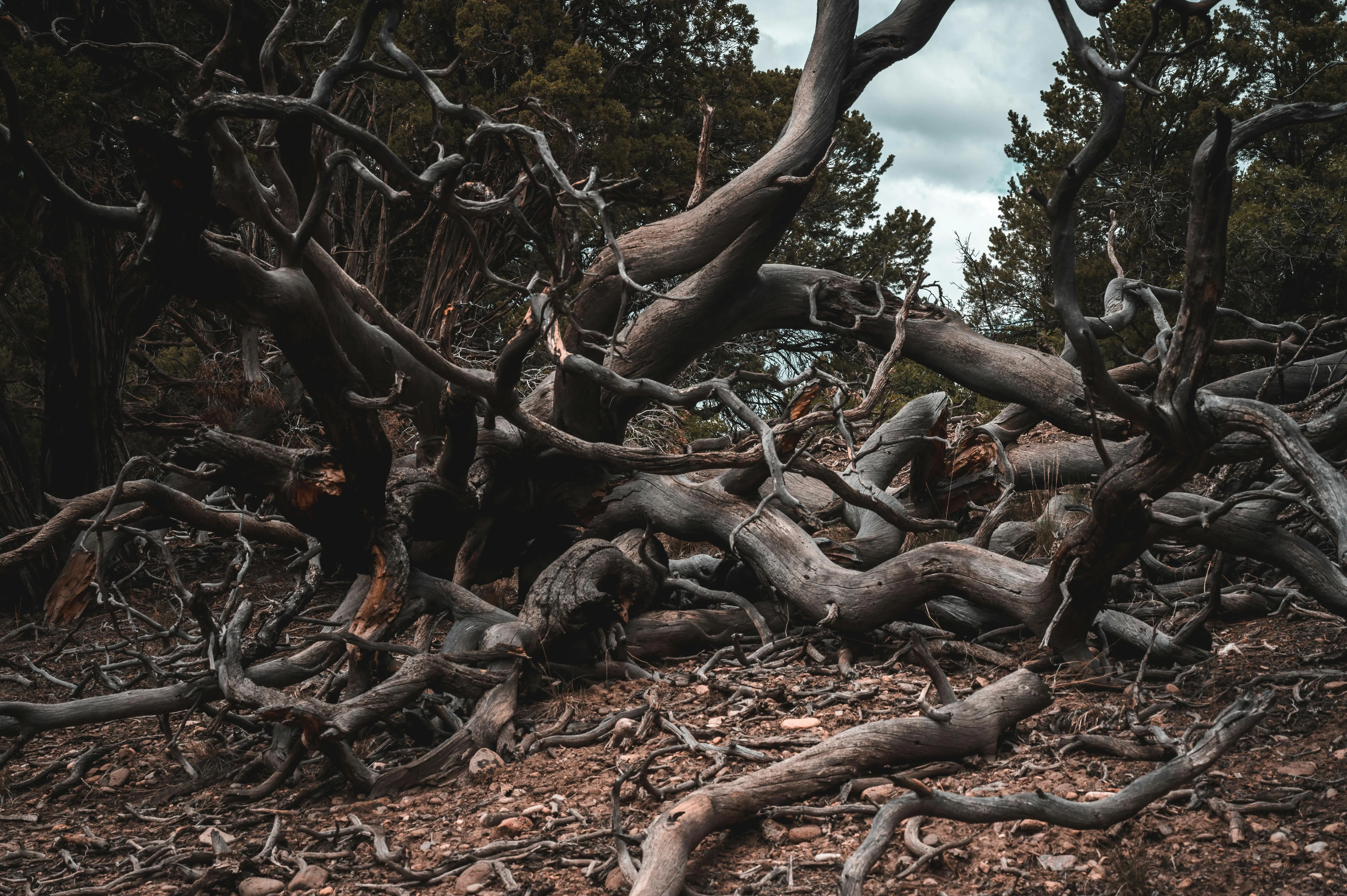 Alfo Medeiros on Pexels