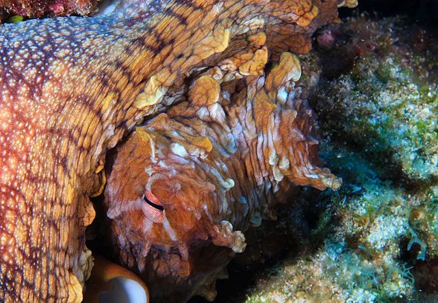 National Marine Sanctuaries on wikimedia
