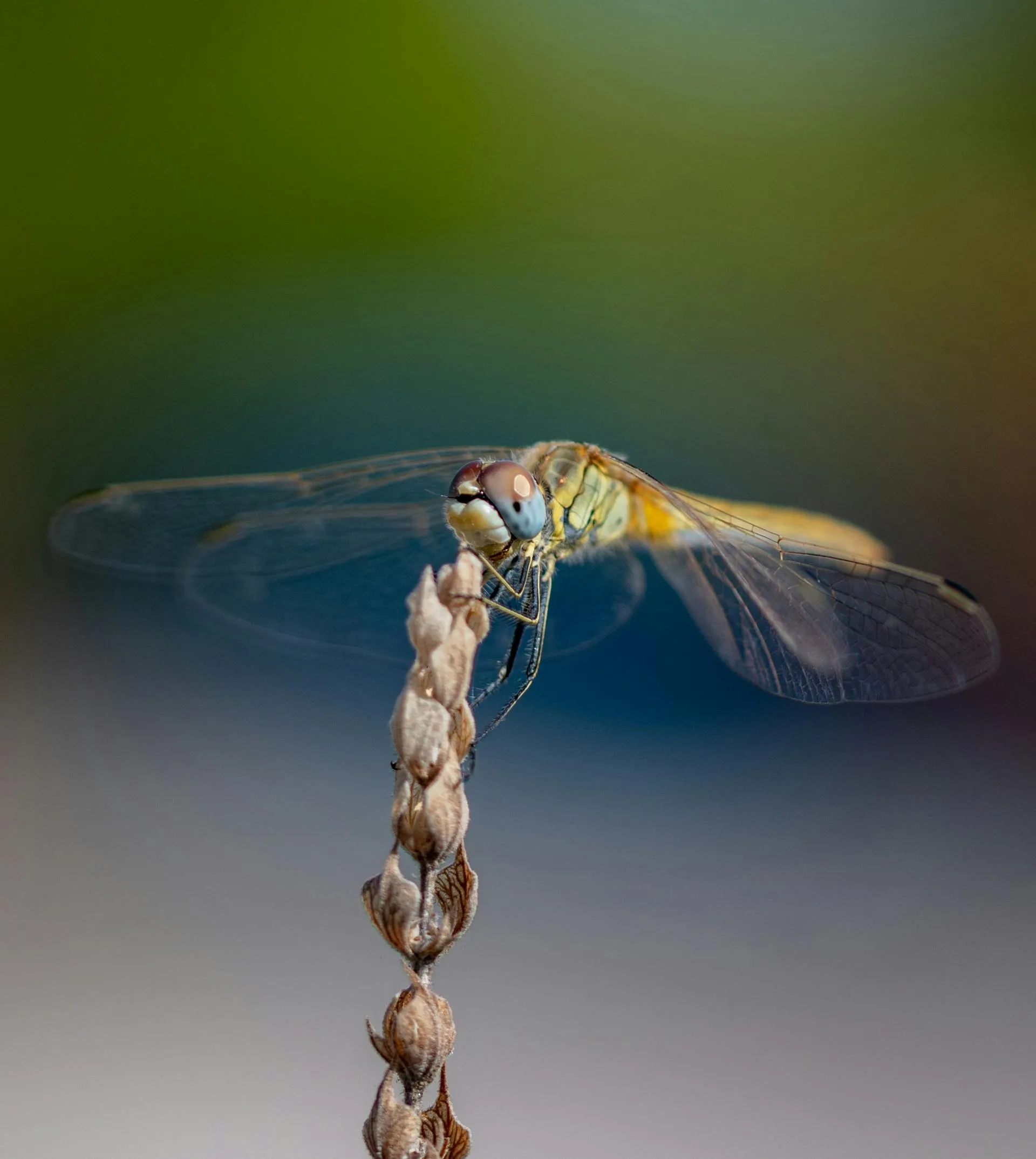 dio arapogiannis on Pexels