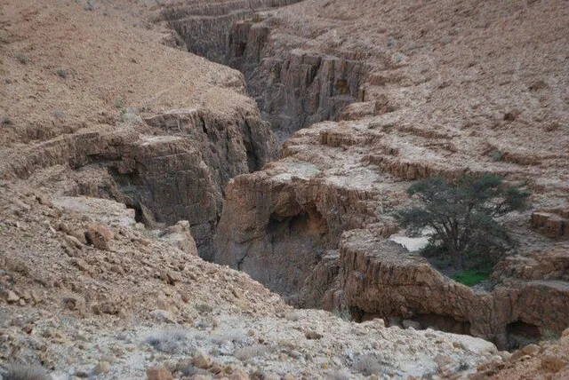 Tamuz on Wikimedia Commons