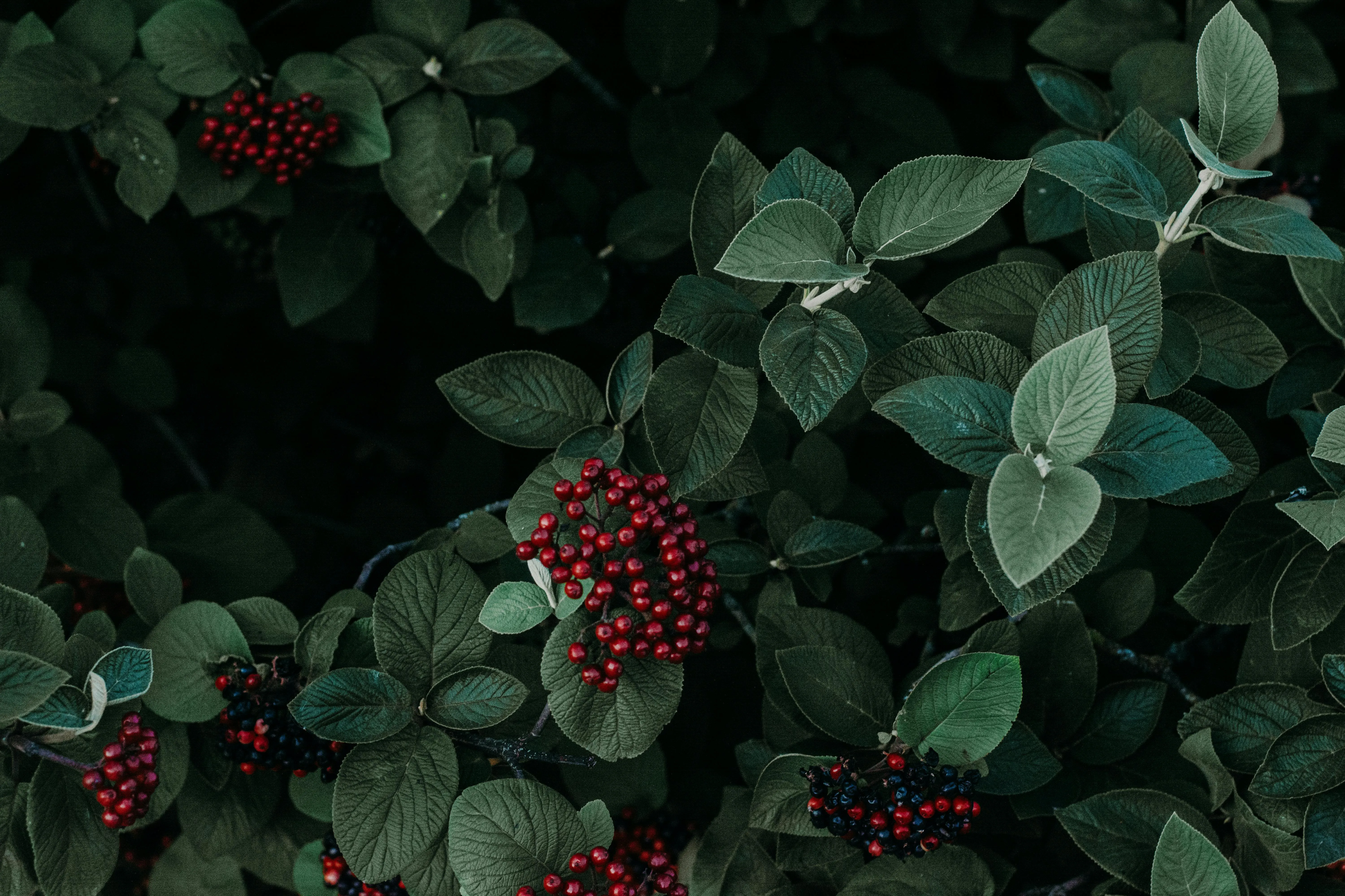 20 Plant Species Used Traditionally by Humans