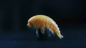 Image from Oceanographic Magazine