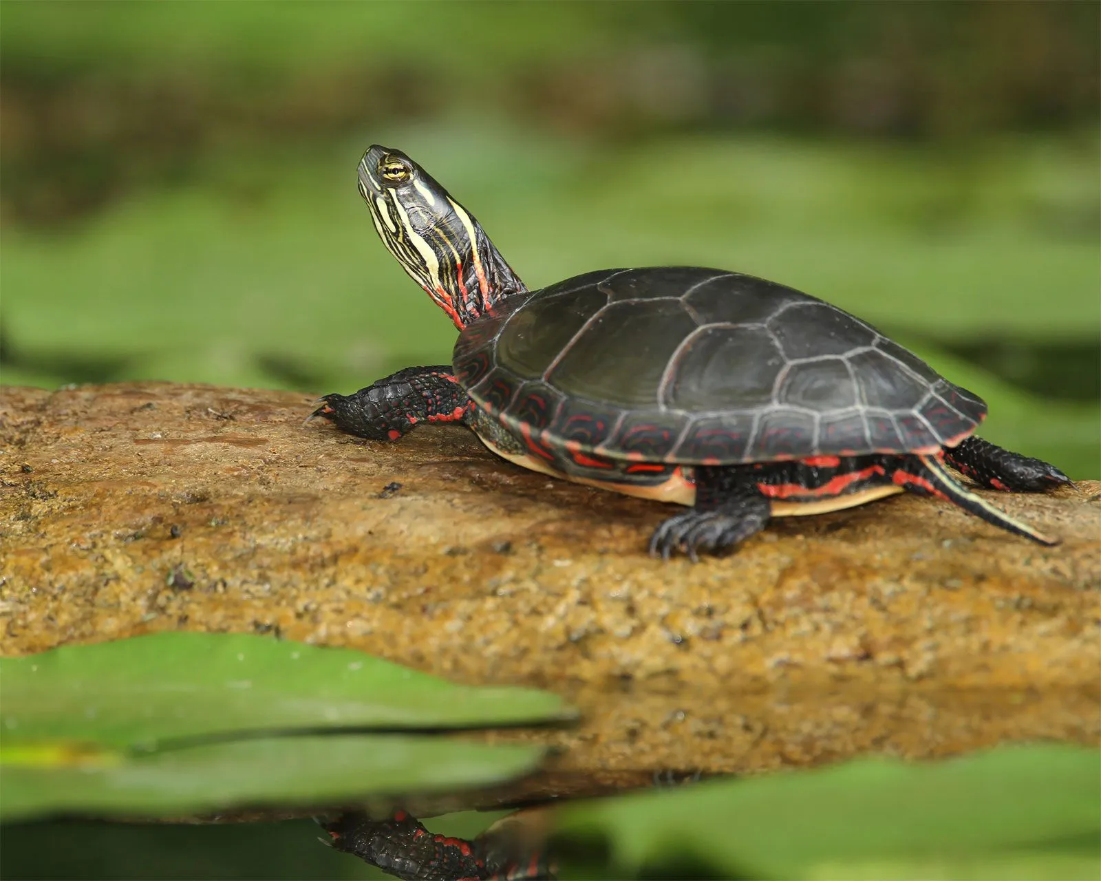 Image from Britannica