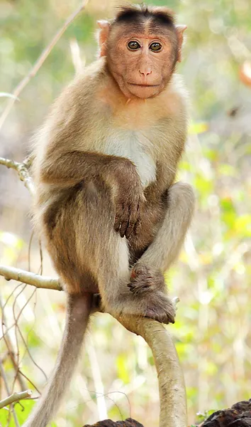Image from Wikipedia