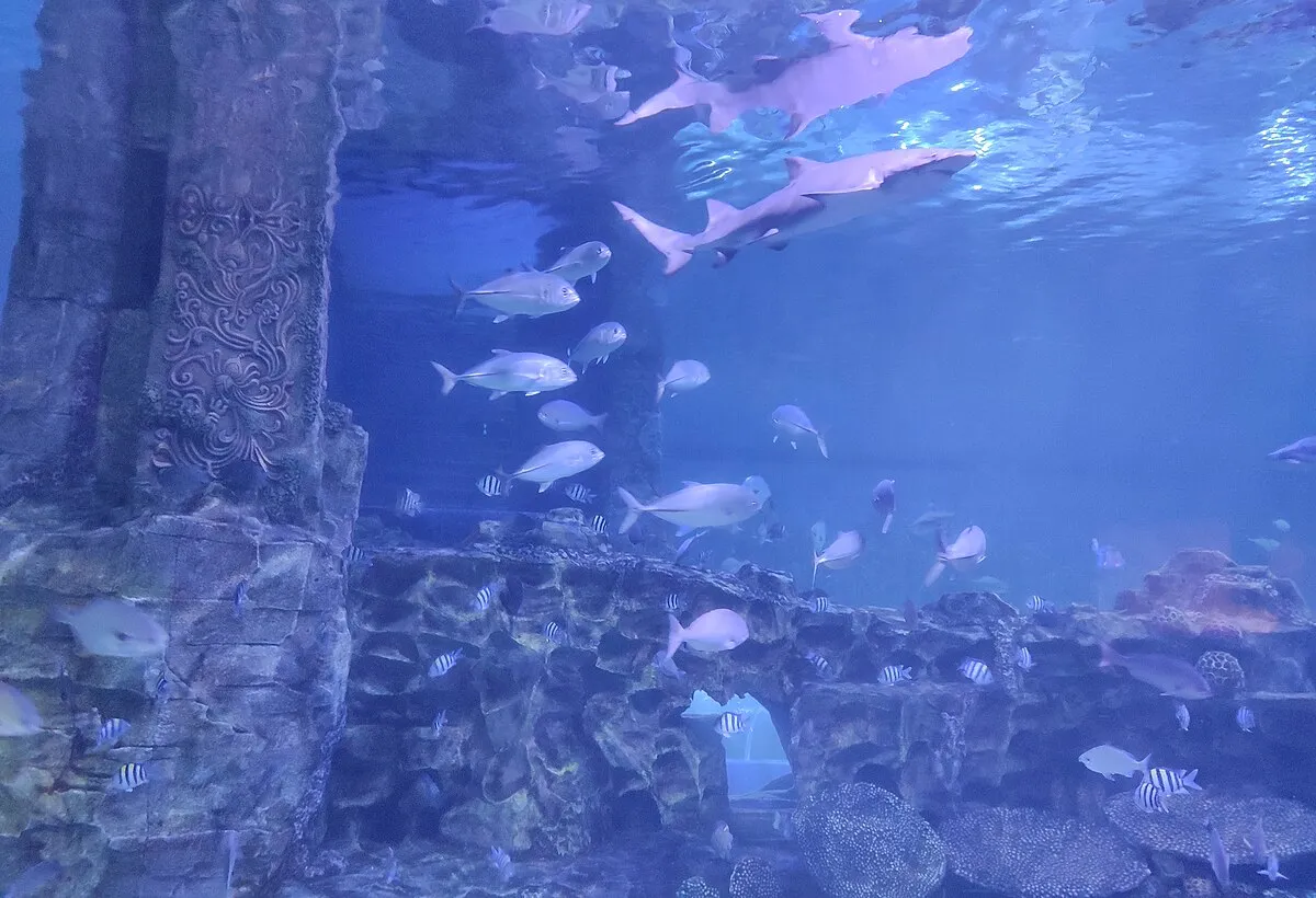 Magentic Manifestations on Wikimedia Commons