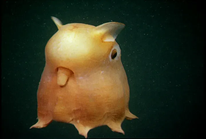 Image from Smithsonian Ocean