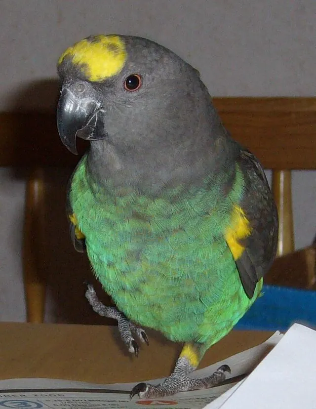 Ixectrona on Wikimedia