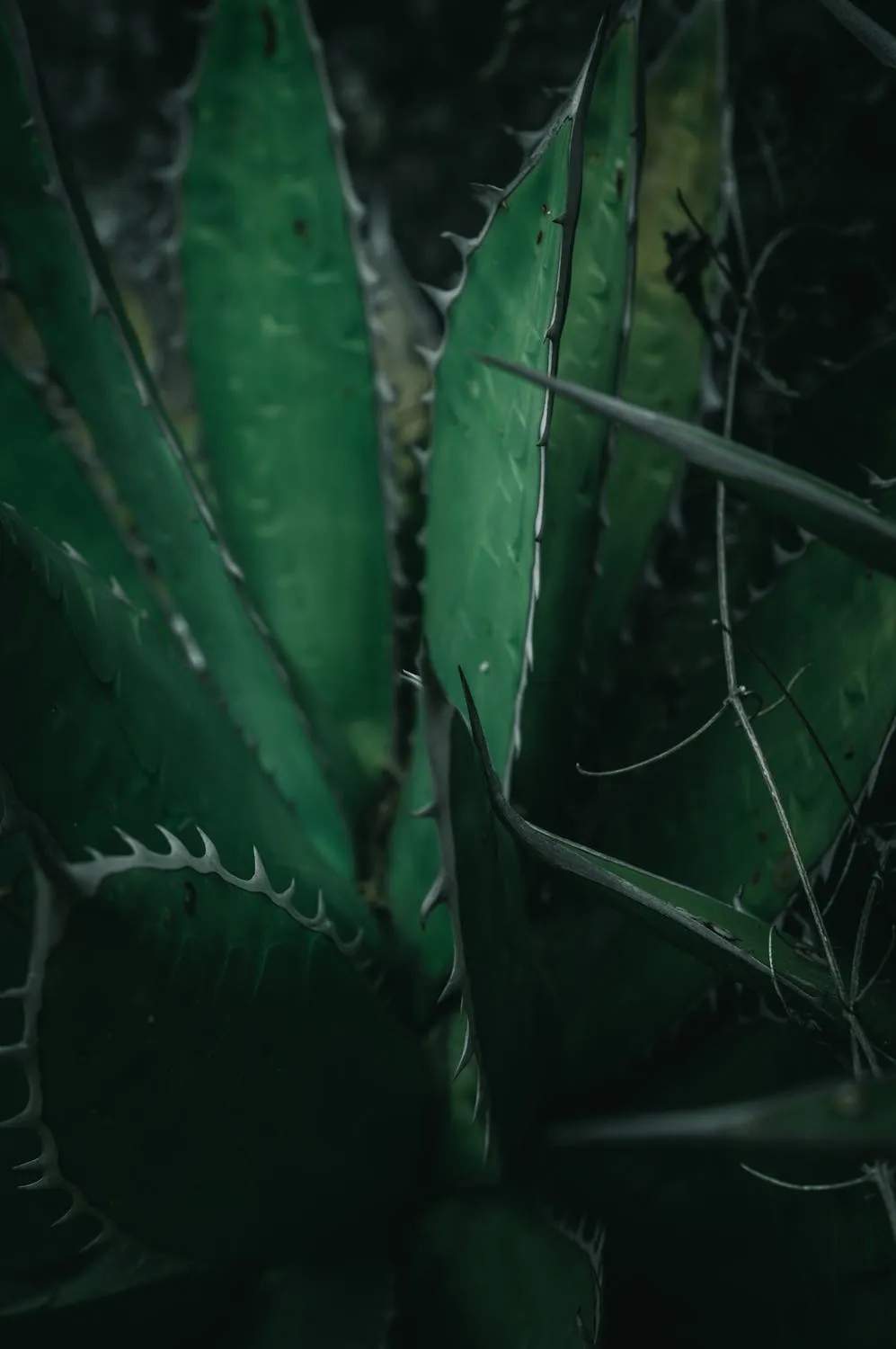 Nuzhet Flores on Pexels