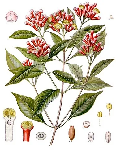 Image from Wikipedia