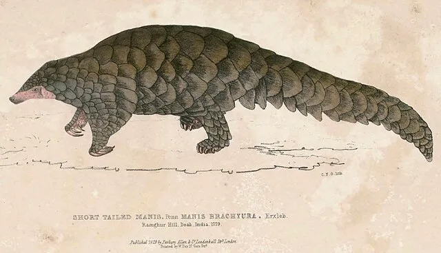 Thomas Hardwicke on Wikimedia