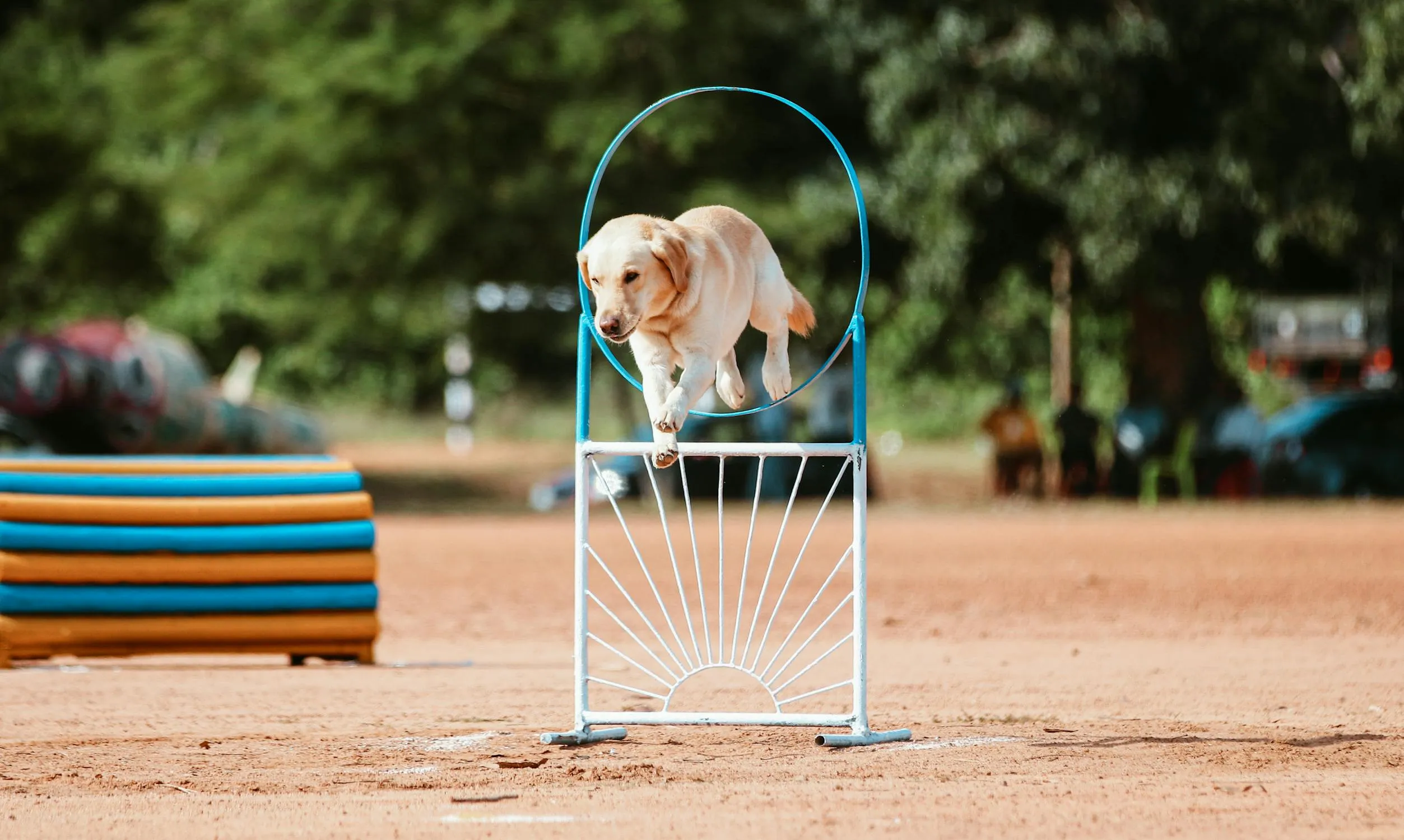 manu mangalassery on Pexels