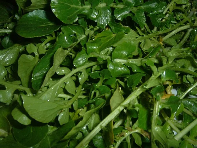 Masparasol on Wikimedia Commons