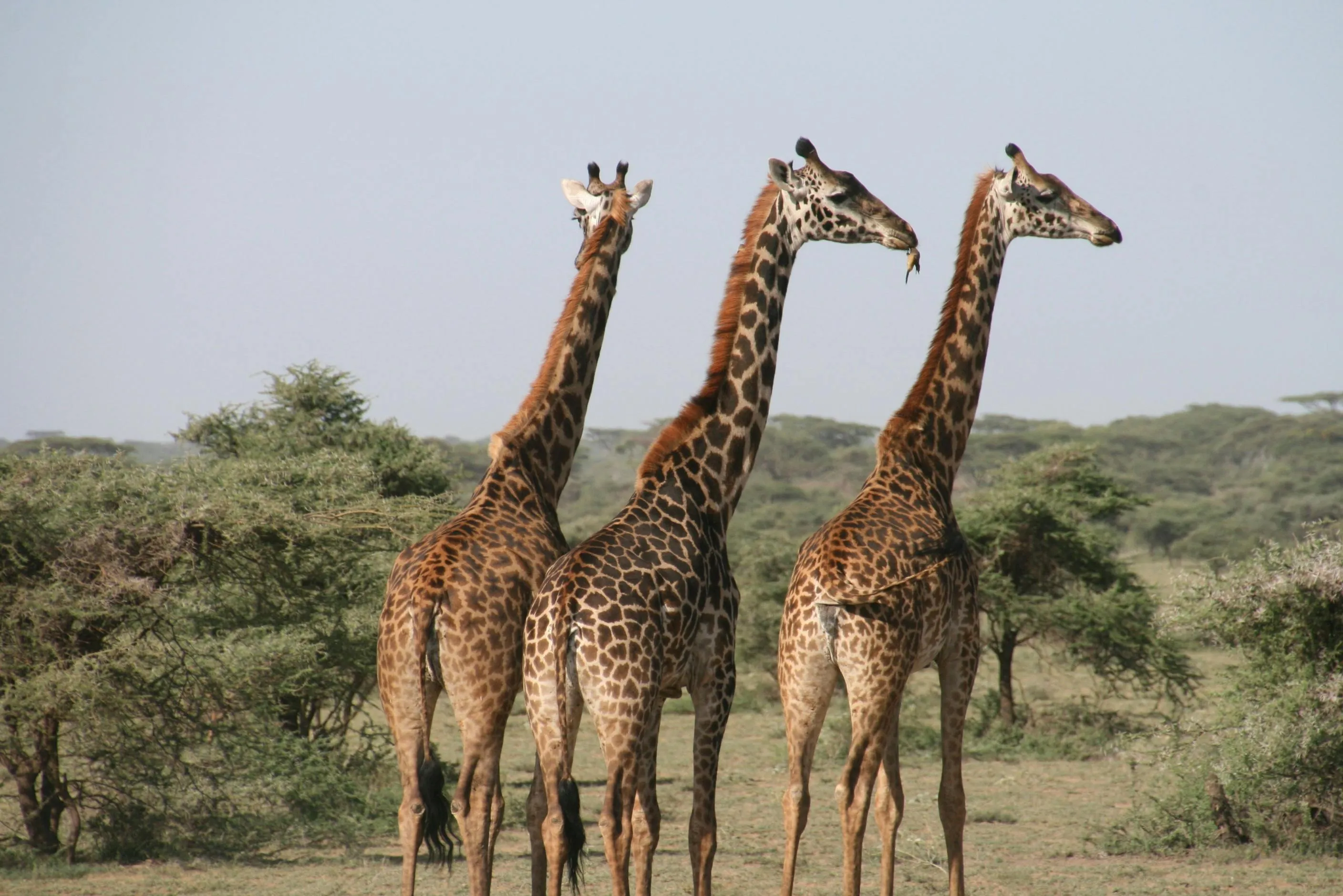 20 Examples of Long-Distance Animal Migrations