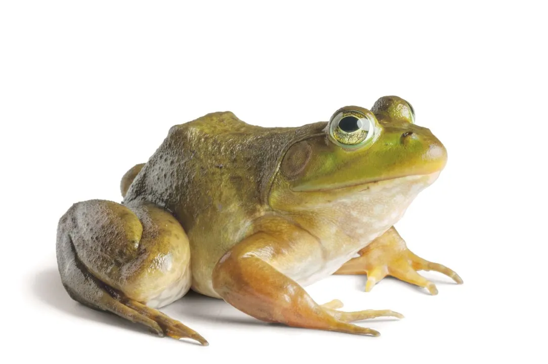 Image from National Geographic