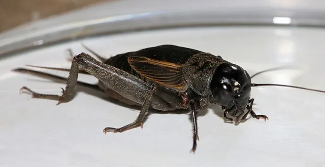 ImagePerson on Wikimedia Commons 