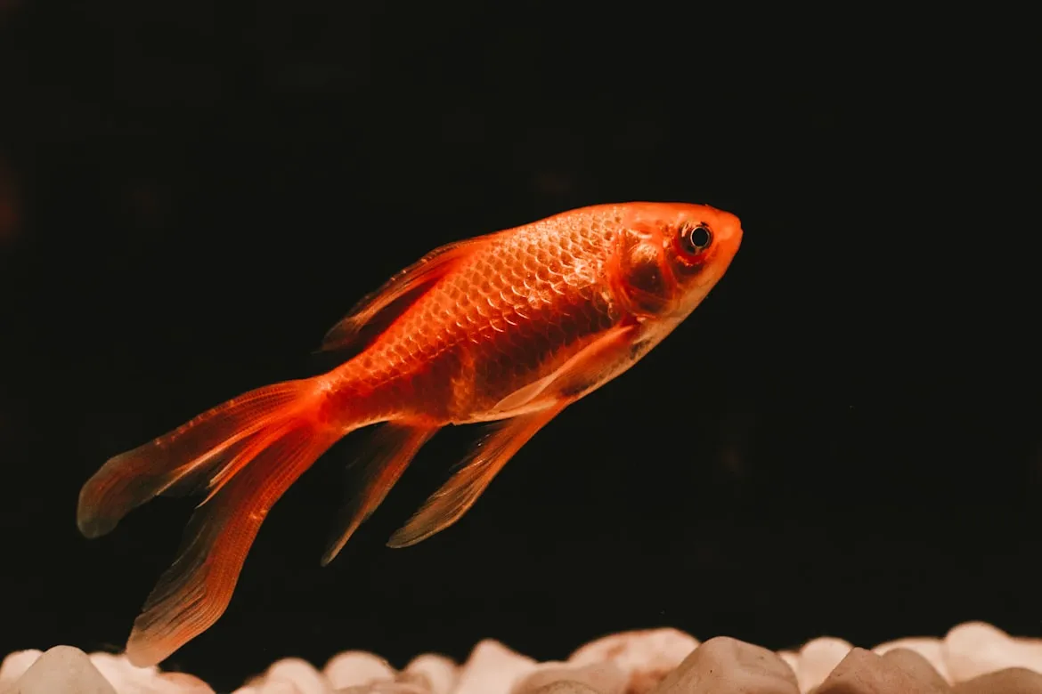 SLNC on Unsplash