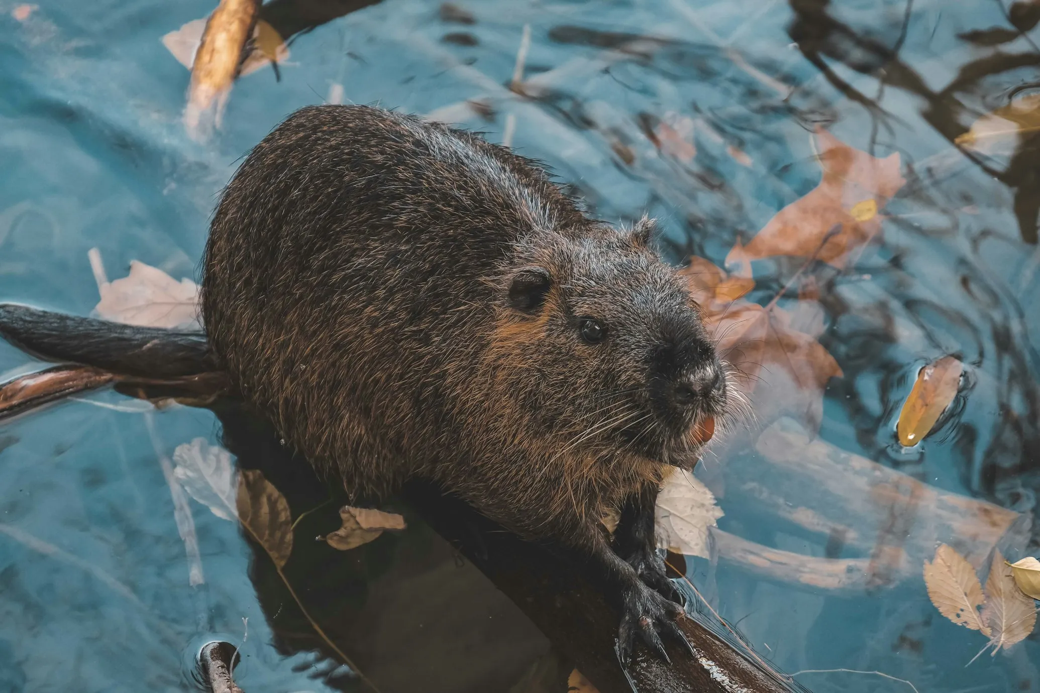 Francesco Ungaro from Unsplash