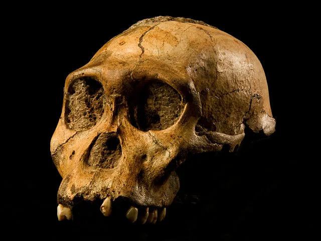 Photo by Brett Eloff. Courtesy Profberger and Wits University on Wikimedia Commons