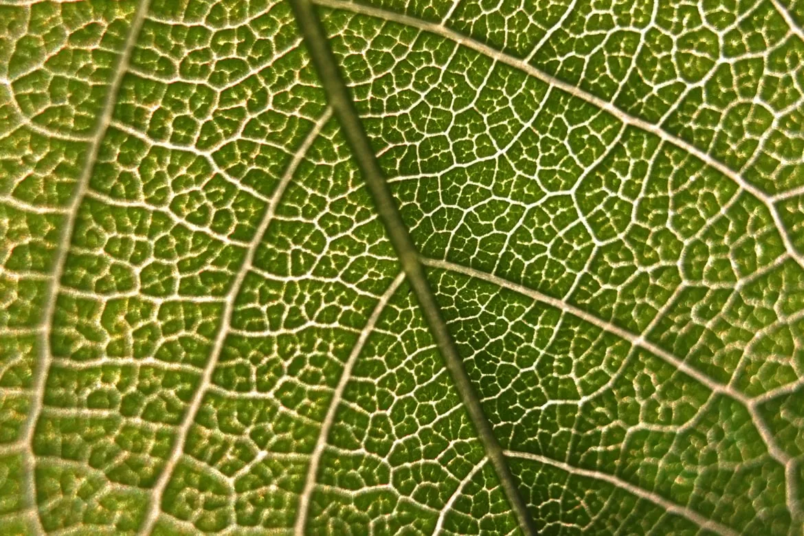 18 Natural Patterns Found in Plants and Animals