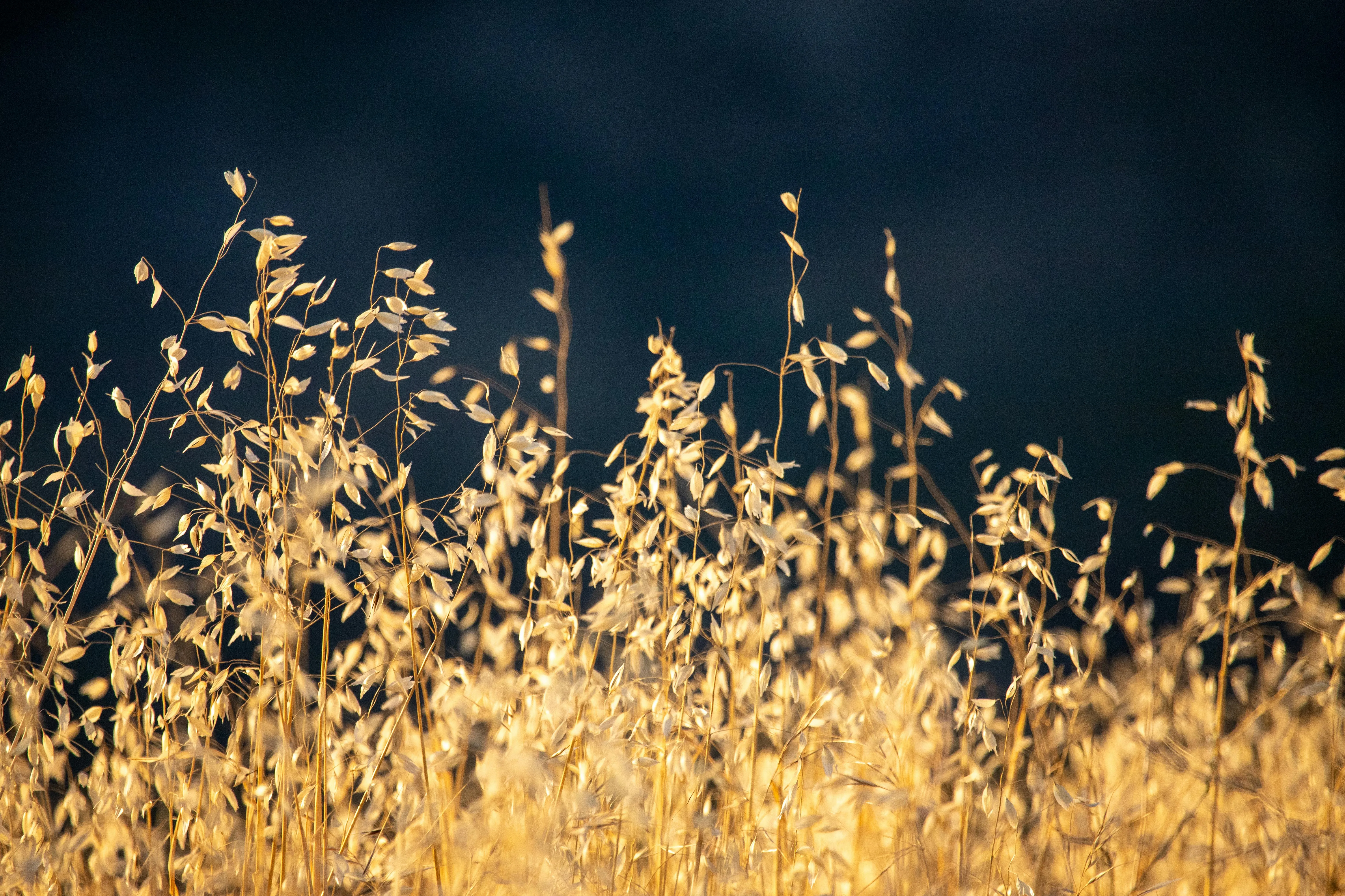 David Brown on Pexels