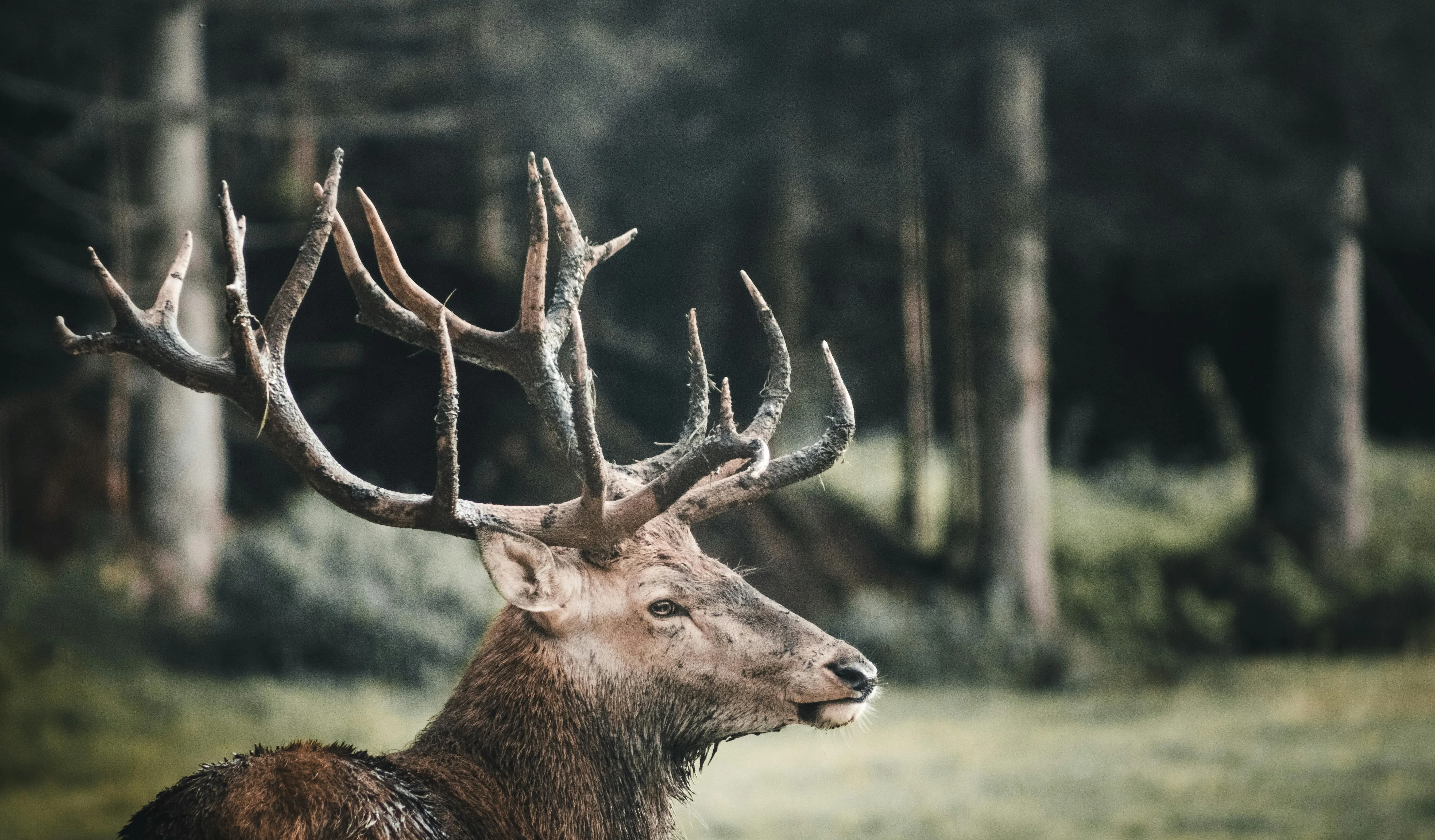 Simon Rizzi on pexels