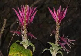 Image from Phytotaxa - Magnolia Press