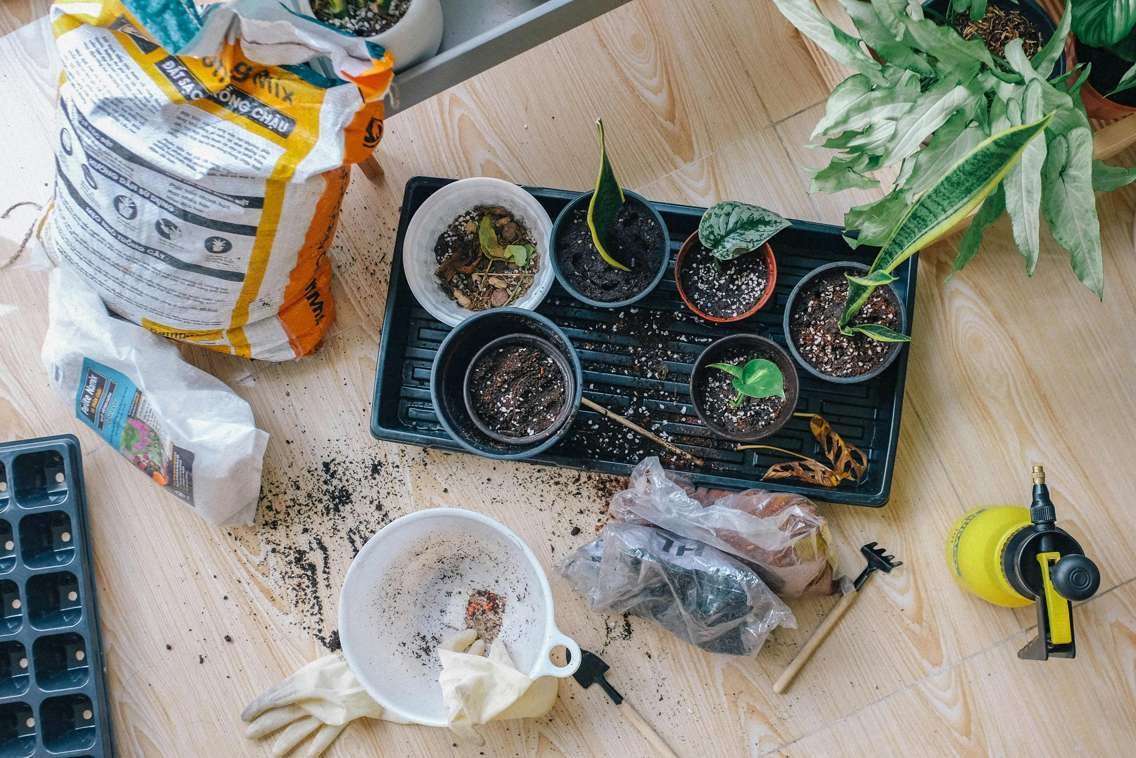 Huy Phan on Pexels