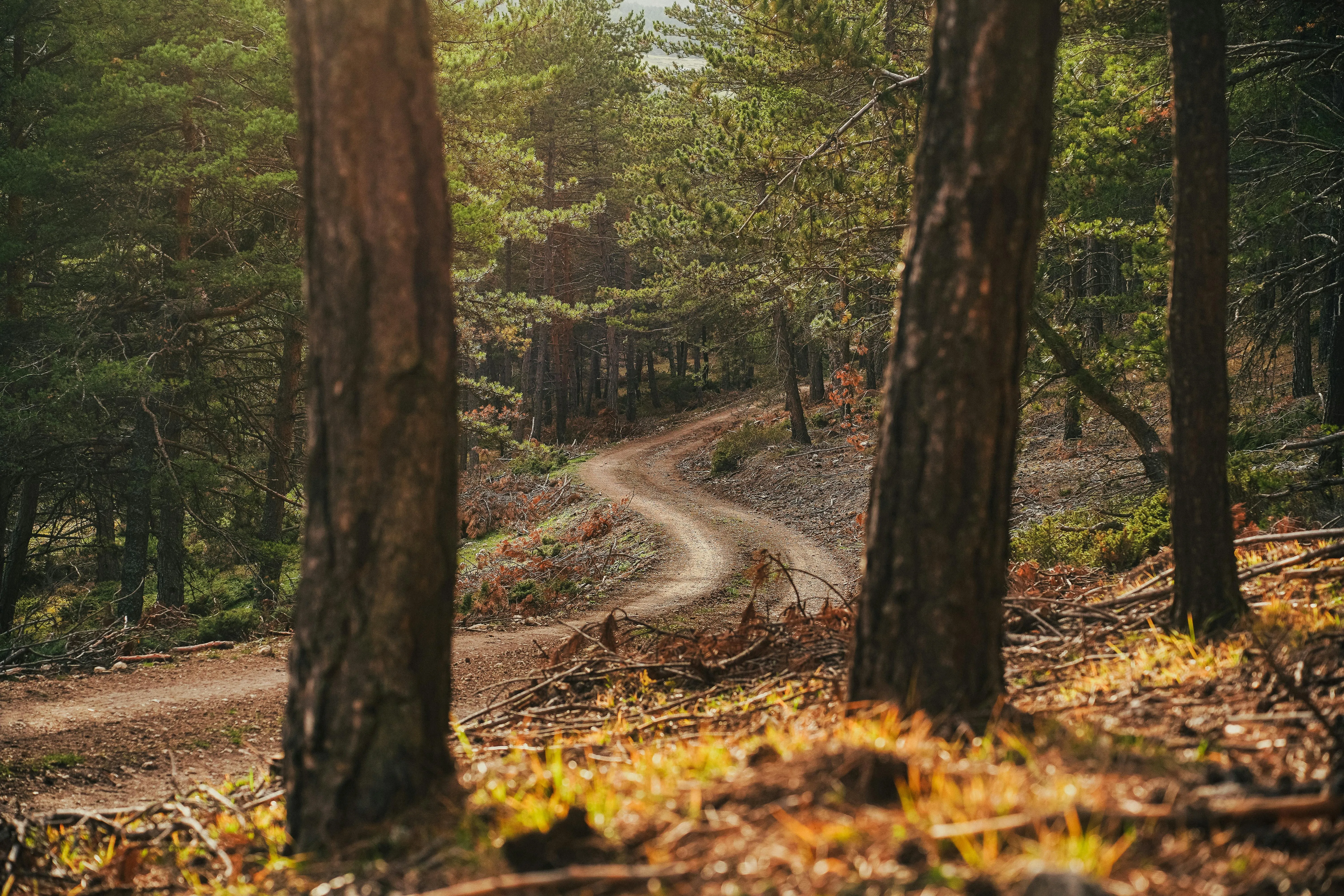 Orhan Pergel on Pexels